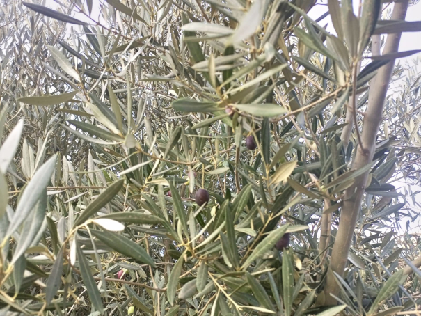 موسم الزيتون بدأ